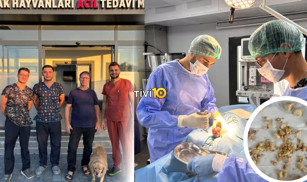 GOFRET’İN ARTIK HEM SAĞLIĞI HEM DE YENİ BİR YUVASI VAR