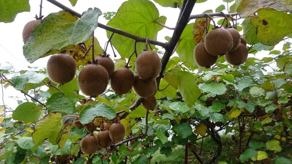 Kivi üreticileri İran kivisinden rahatsız