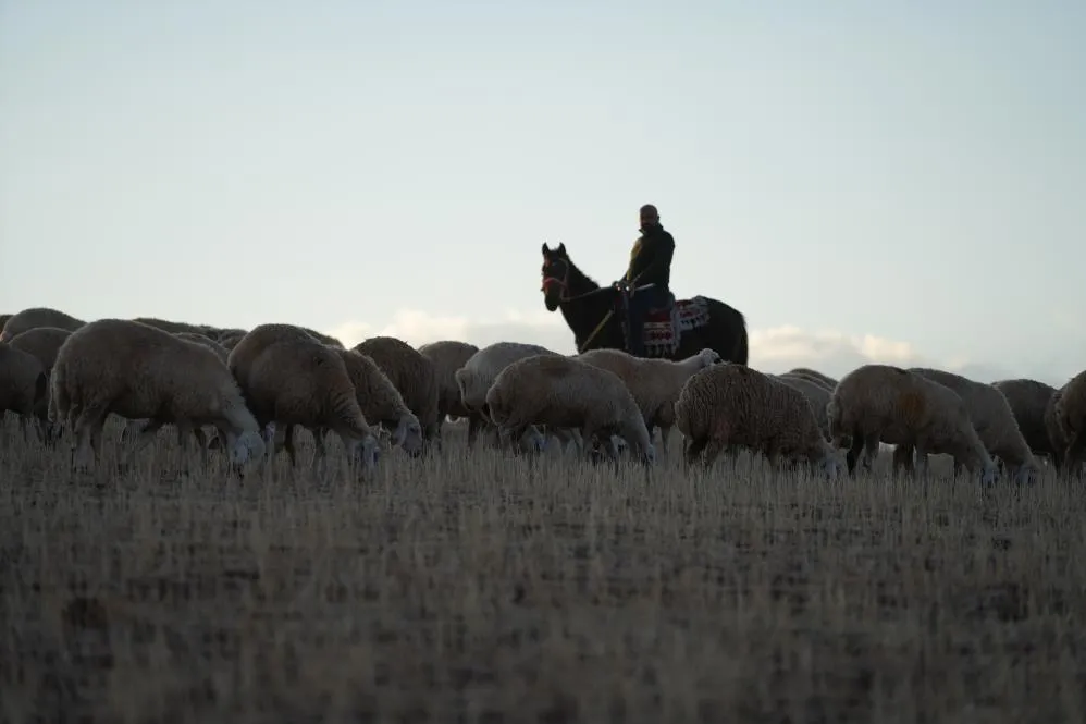 Medya dünyasından hayvancılığa: İstanbul stresini bırakıp köyde huzuru buldu