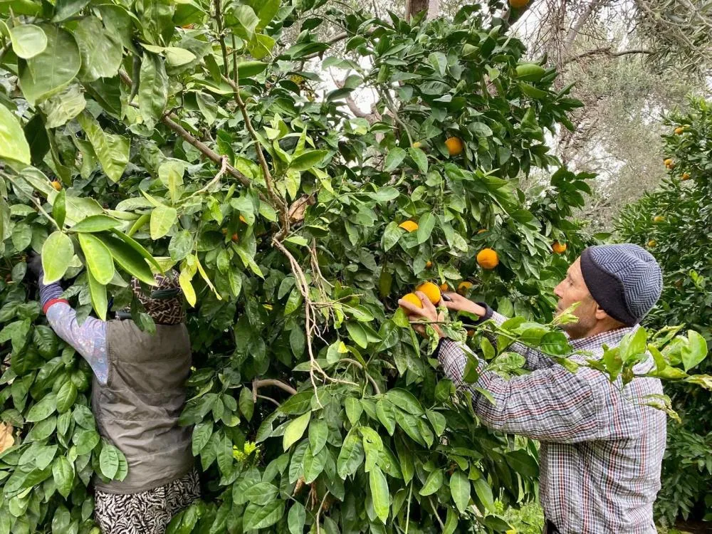 Havran Mandalinası’nda hasat vakti