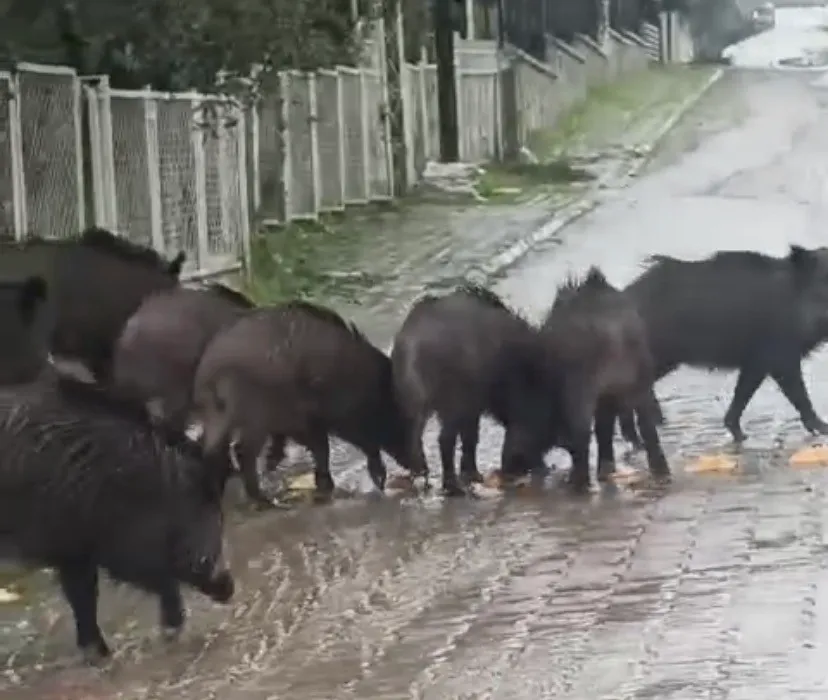 Ayvalık’ta yağmurlu havada aç kalan domuzlar şehir merkezine indi