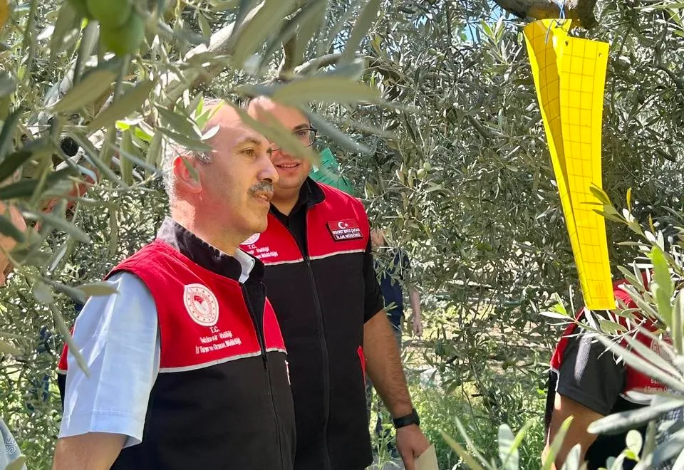 Feromon tuzaklarla zeytin sineğiyle mücadele başladı